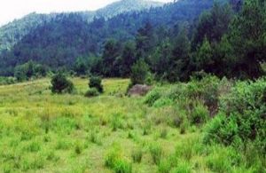 仙山牧場 仙山牧場