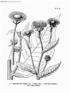 土木香組 土木香組