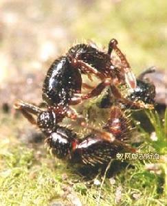 槽節粗角猛蟻 槽節粗角猛蟻