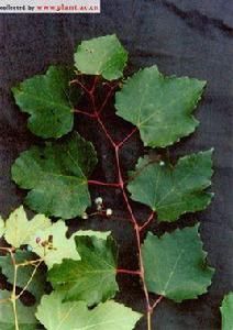 東北蛇葡萄 東北蛇葡萄