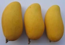 金桂香芒 金桂香芒