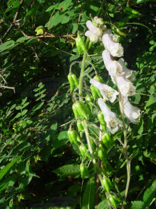 獨花烏頭 獨花烏頭