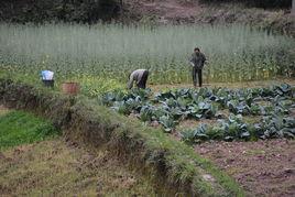 千秋村[四川省瀘州市納溪區合面鎮千秋村]
