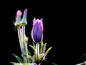 硯山毛蘭 硯山毛蘭