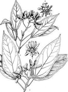 峨眉飛蛾槭 峨眉飛蛾槭