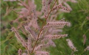 甘蒙檉柳 甘蒙檉柳