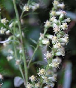 寬葉山蒿 寬葉山蒿