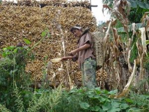 佑雅自然村農村經濟－玉米