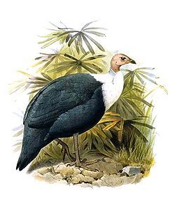 白腹珍珠雞 白腹珍珠雞