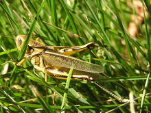 雙帶黑蝗 雙帶黑蝗