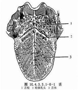 中國皮瓣移植舌重建術