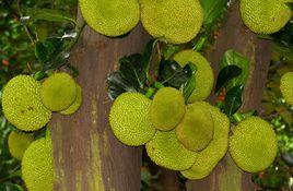 熱帶水果皇后 熱帶水果皇后