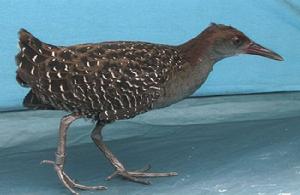 藍胸秧雞指名亞種 藍胸秧雞指名亞種