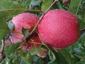 馬龍蘋果 馬龍蘋果