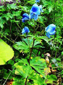 大渡烏頭 大渡烏頭