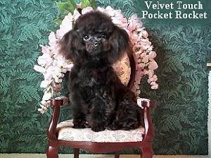 黑色茶杯貴賓犬