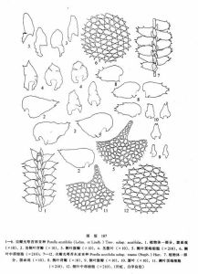 尖瓣光萼苔(原亞種) 尖瓣光萼苔(原亞種)