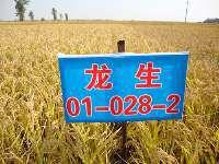 龍粳36 龍粳36