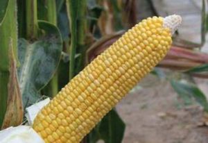 中甜8號 中甜8號