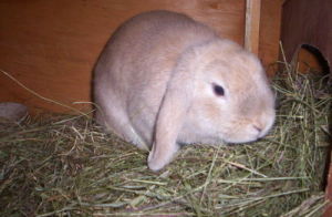 美國迷你垂耳兔 - Mini Lop