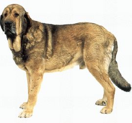 西班牙獒 西班牙獒