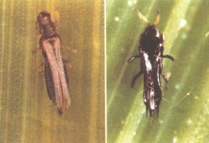 玉米黃呆薊馬 玉米黃呆薊馬