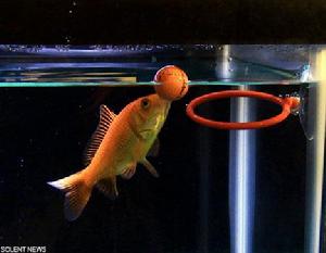 投籃踢球跳舞樣樣行的金魚