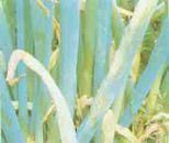 大蔥霜霉病 大蔥霜霉病