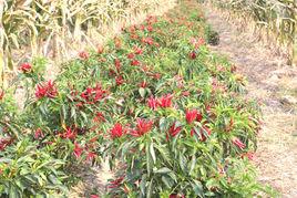 天箭小辣椒 天箭小辣椒