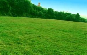 草原羊茅 草原羊茅