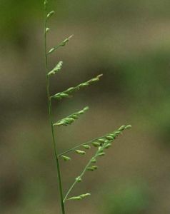 毛臂形草 毛臂形草