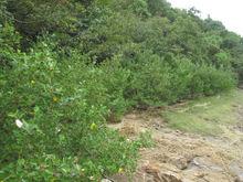 林海倫[寧波著名植物、昆蟲、蝴蝶研究專家]