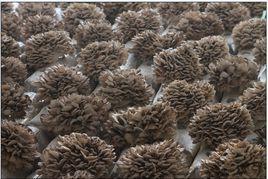 遷西栗蘑 遷西栗蘑