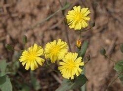 苦葵鴉蔥 苦葵鴉蔥