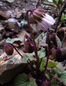 紅花條葉垂頭菊 紅花條葉垂頭菊