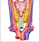 感染性甲狀腺炎 感染性甲狀腺炎