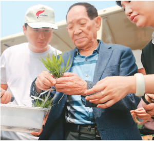 2018年5月28日，袁隆平院士在青島濱海鹽鹼地稻作改良示範基地篩選秧苗。