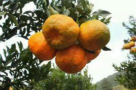 大河口椪柑 大河口椪柑