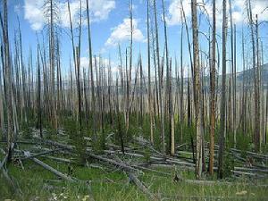 黃石公園大火後的新樹