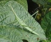 錐頭蝗科 錐頭蝗科