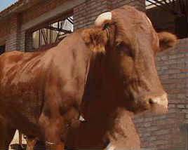 平涼紅牛 平涼紅牛