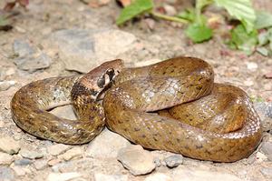 （圖）台灣頸槽蛇