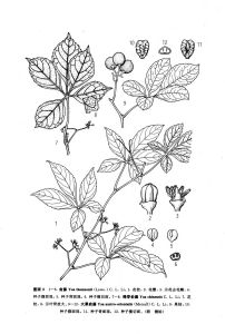 俞藤（原變種）