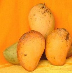 象牙22號芒 象牙22號芒