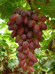 秦農大穗 秦農大穗