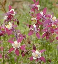 白花耬斗菜 白花耬斗菜