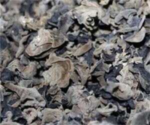 川耳3號 川耳3號