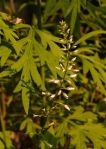 腺藥珍珠菜(原變種) 腺藥珍珠菜(原變種)