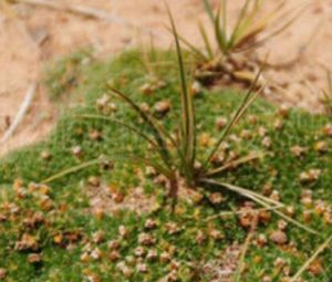 青藏薹草 青藏薹草