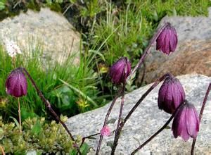 紅舌垂頭菊 紅舌垂頭菊